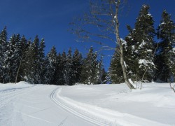 Rogla_02